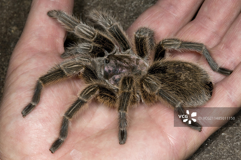 手持智利玫瑰狼蛛图片素材