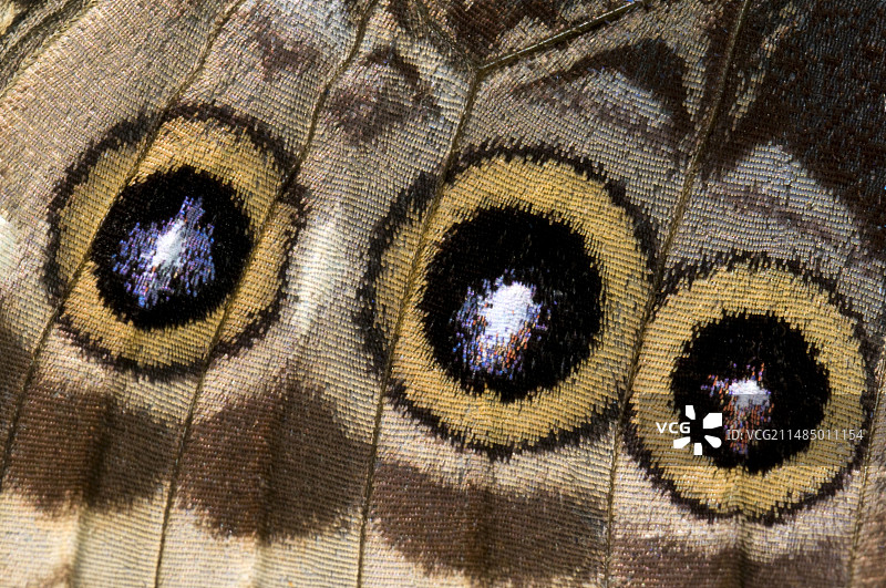 蓝闪蝶翅膀抽象图案图片素材