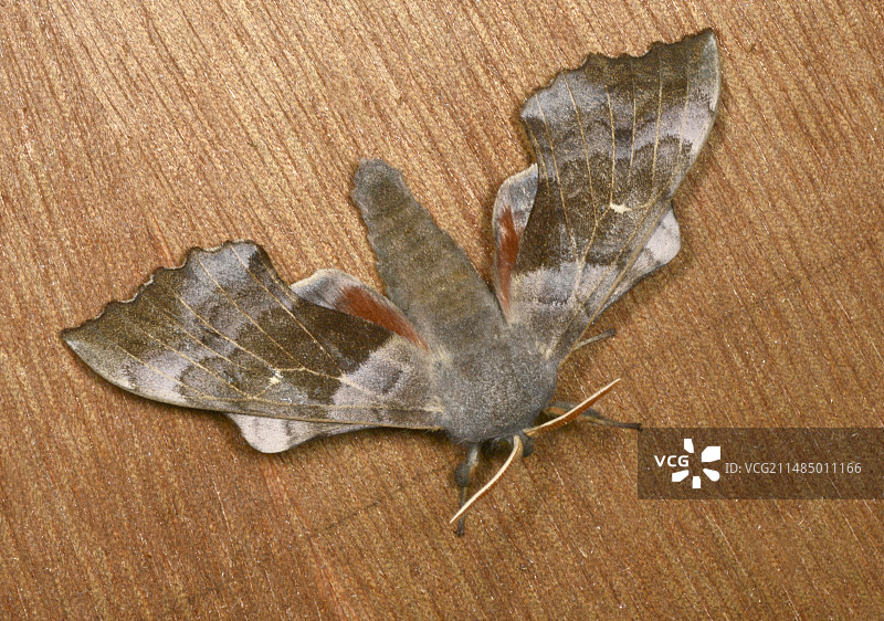 白杨天蛾图片素材