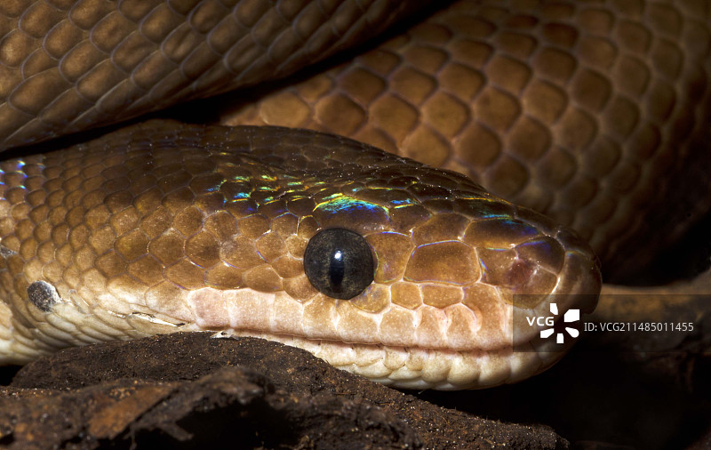 哥伦比亚彩虹蚺头部特写图片素材