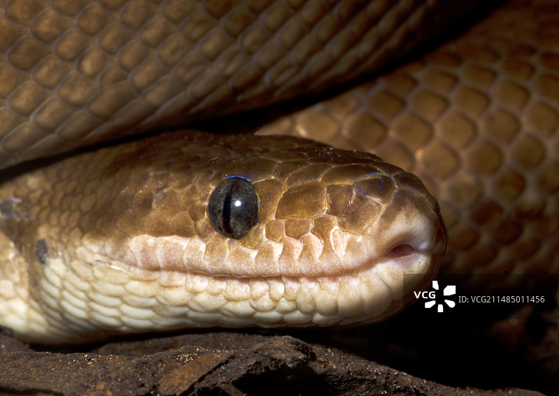 哥伦比亚彩虹蚺头部特写图片素材