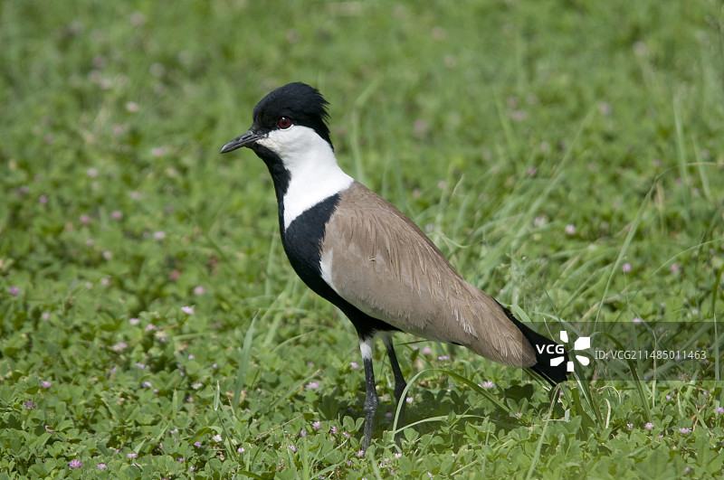 距翅麦鸡图片素材