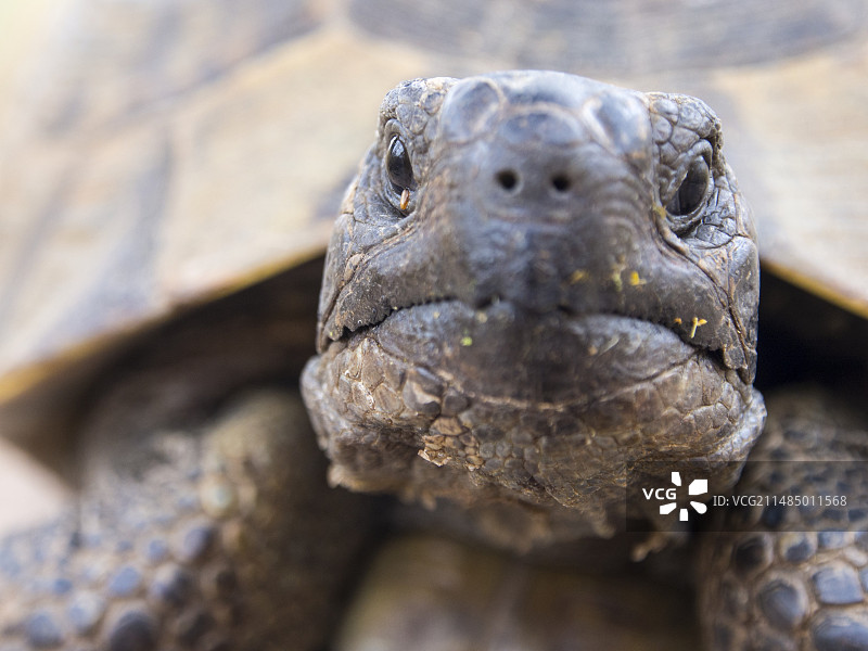 缘纹陆龟图片素材