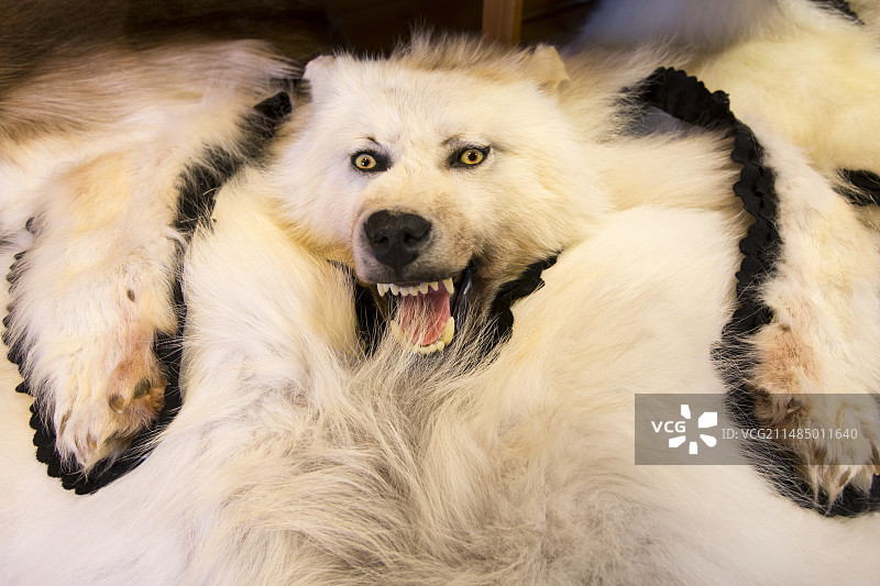 旅游商店里的狼皮图片素材