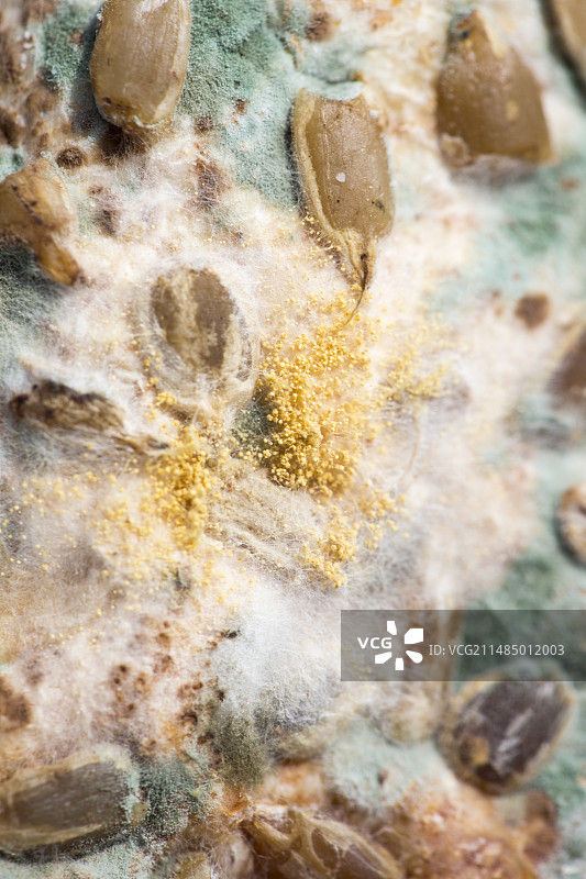 发霉的棕色面包图片素材