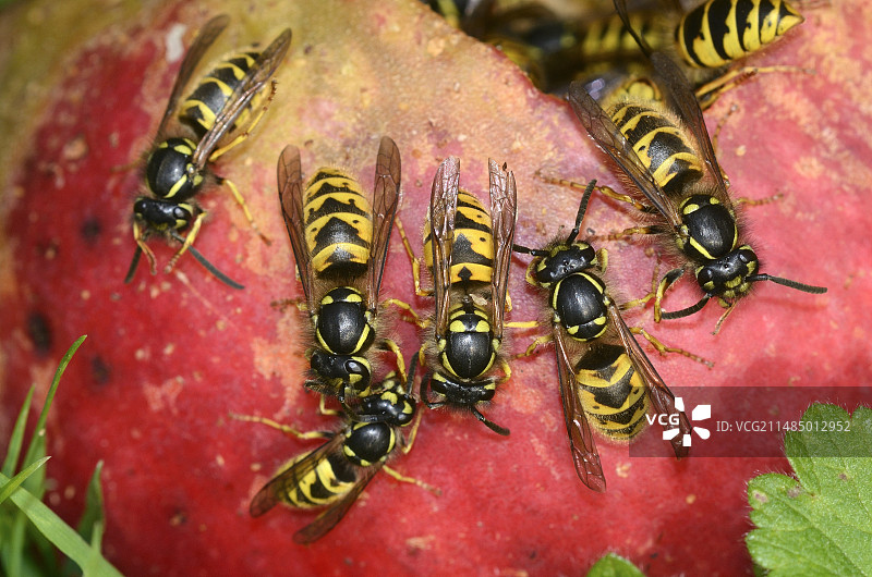 正在啃食苹果的黄蜂图片素材