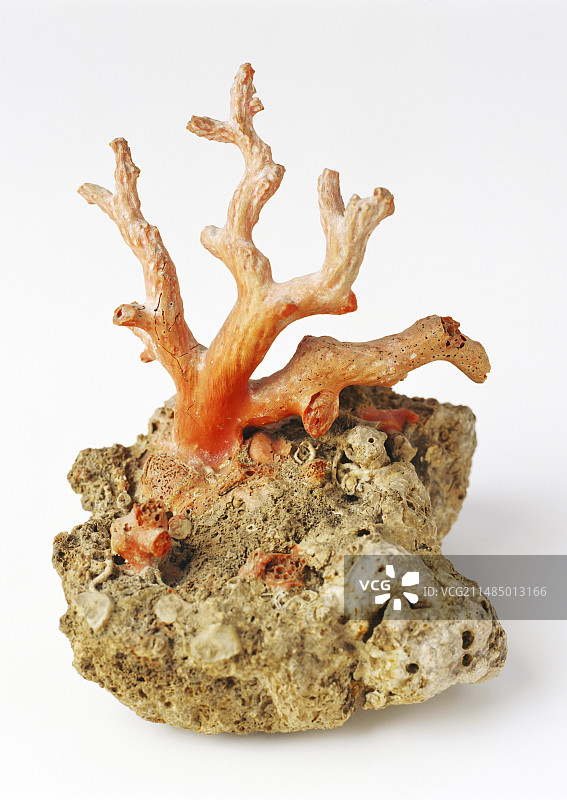 地中海红色珊瑚图片素材