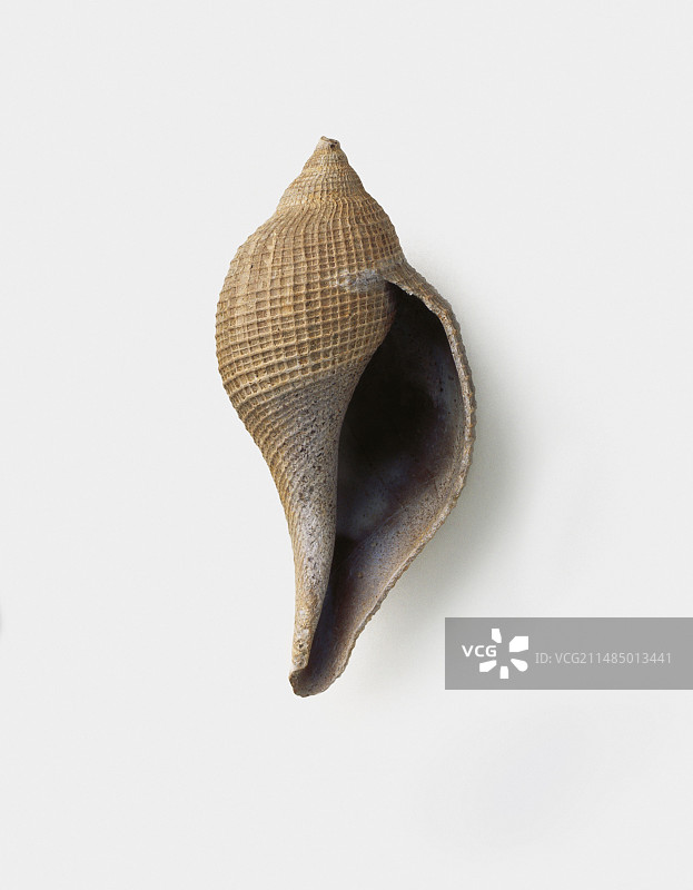 始新世时期的笔帽无花果螺图片素材