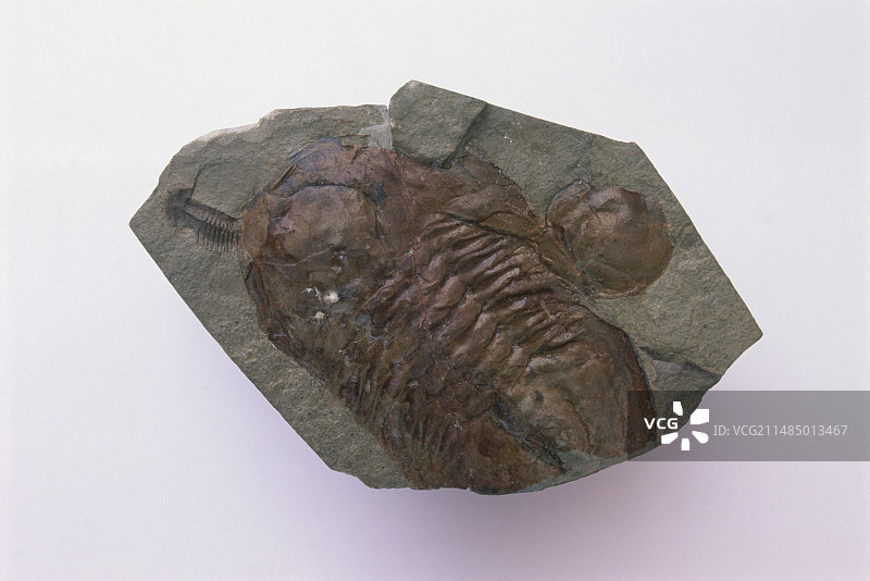 三叶虫化石图片素材