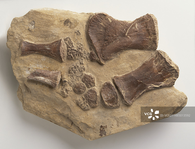 沧龙的前肢骨骼化石图片素材