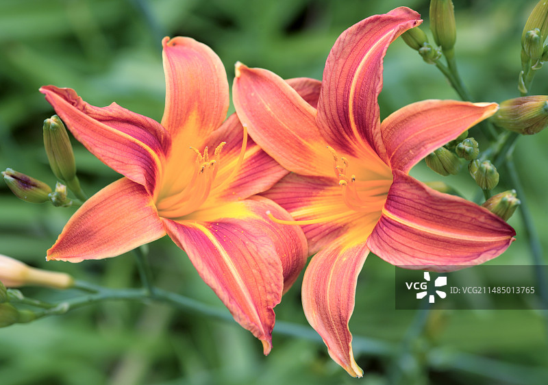 橙色百合花图片素材