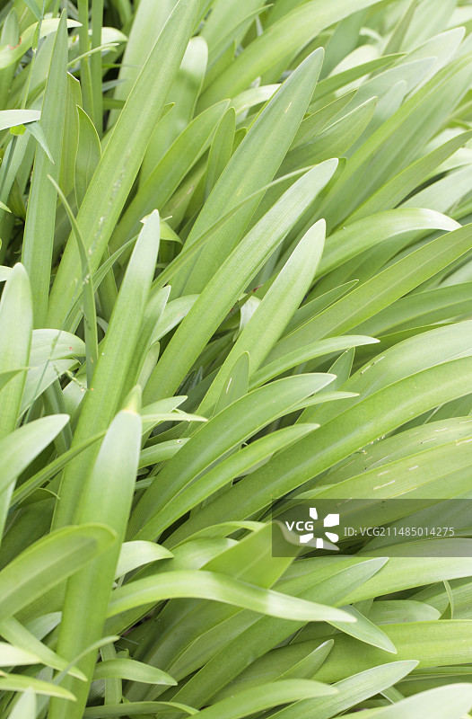 非洲百合图片素材