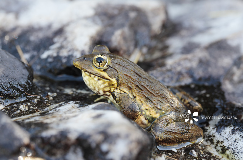 海角河蛙图片素材