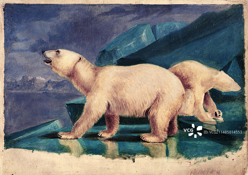 19世纪的北极熊图片素材