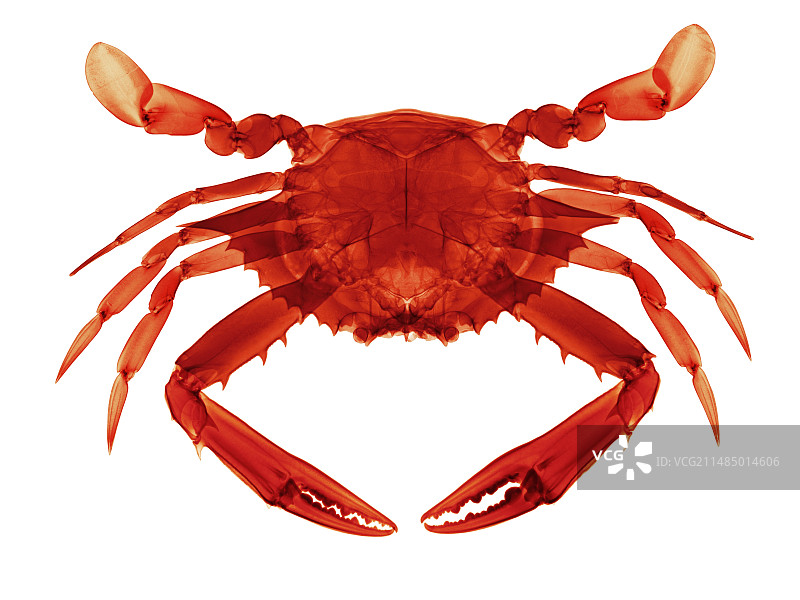 锯缘青蟹X光片图片素材