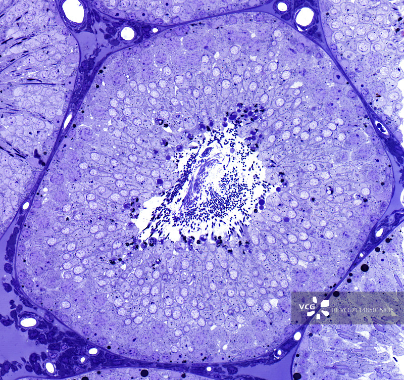 精子生产的光学显微照片图片素材