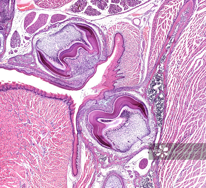 胎儿牙齿，光学显微照片图片素材