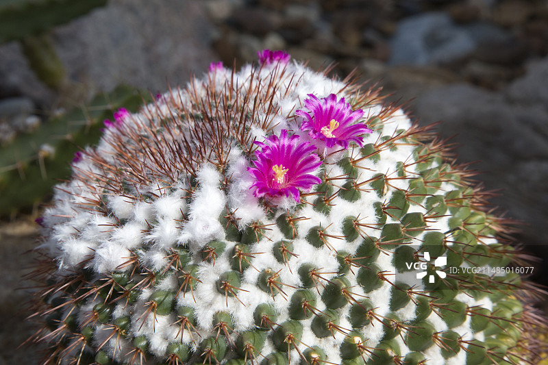 开花的仙人掌图片素材