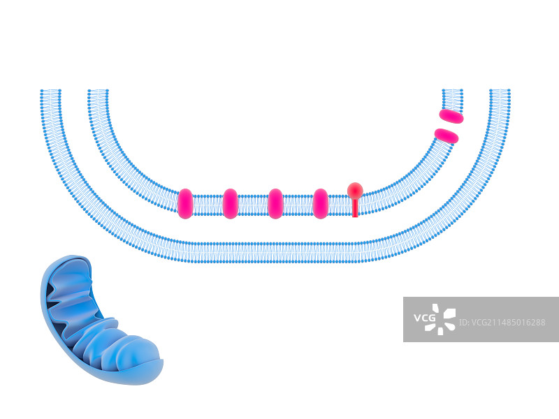 电子传递系统示意图图片素材