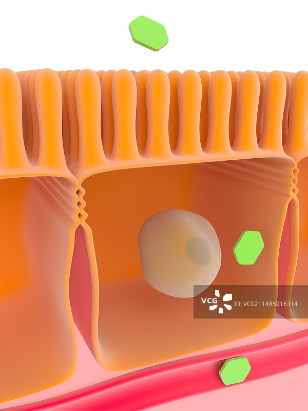 葡萄糖吸收示意图图片素材