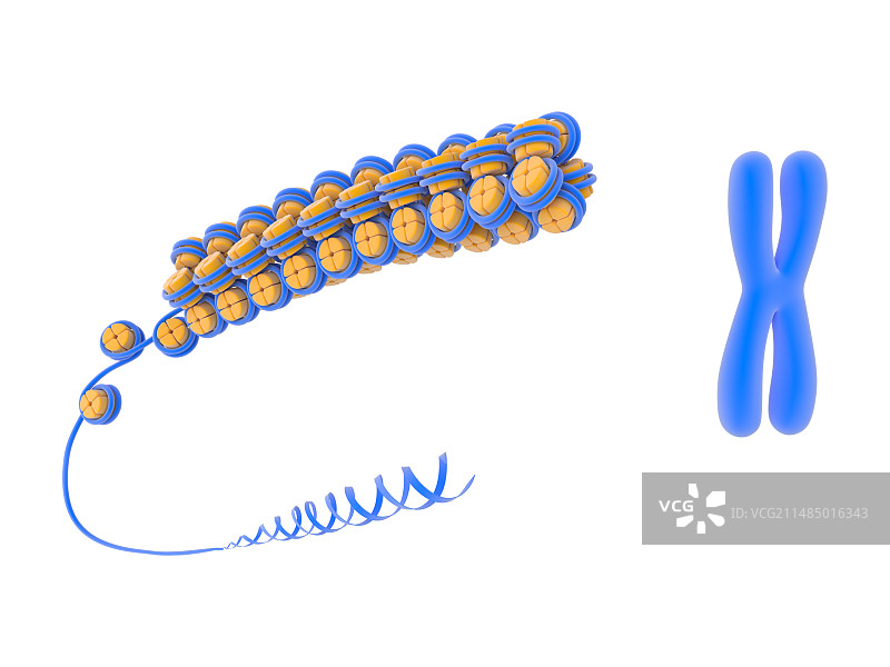 DNA细胞包装插图图片素材