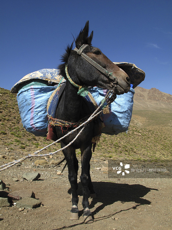 摩洛哥的驮骡图片素材