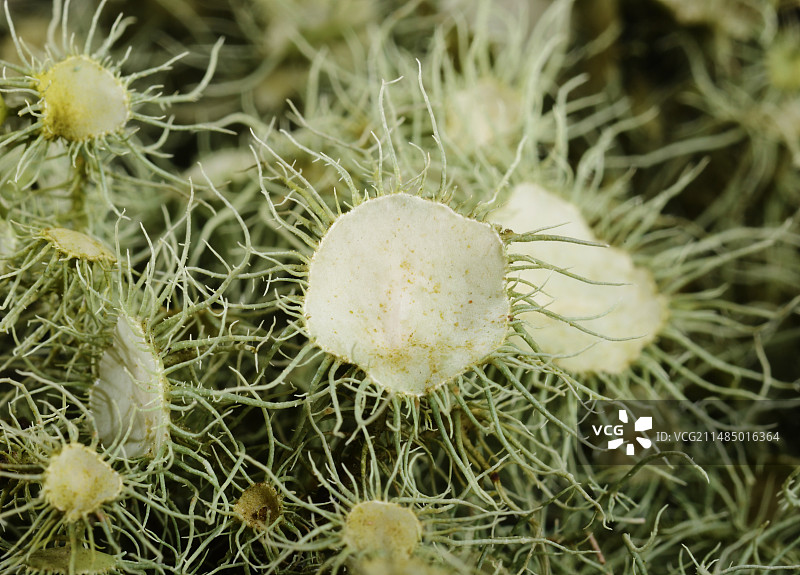 佛罗里达松萝图片素材