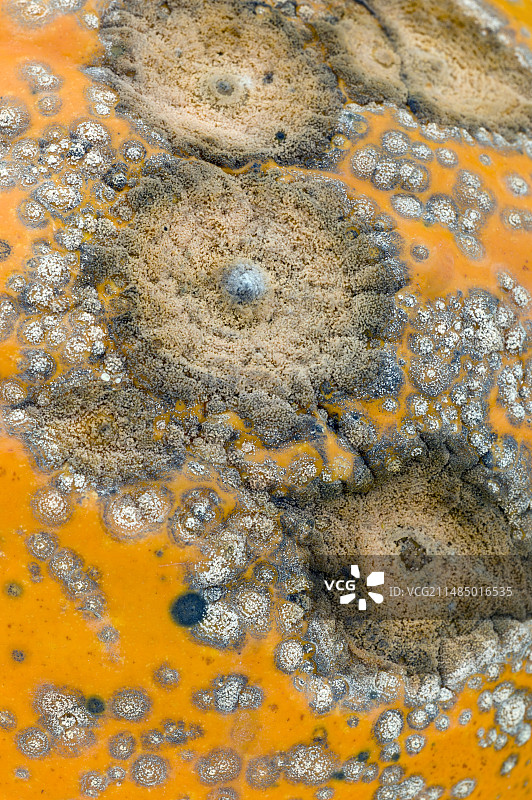 南瓜黑腐病图片素材