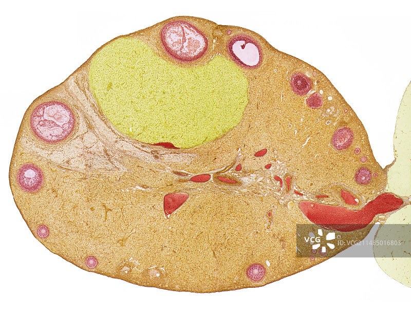 卵巢显微照片图片素材