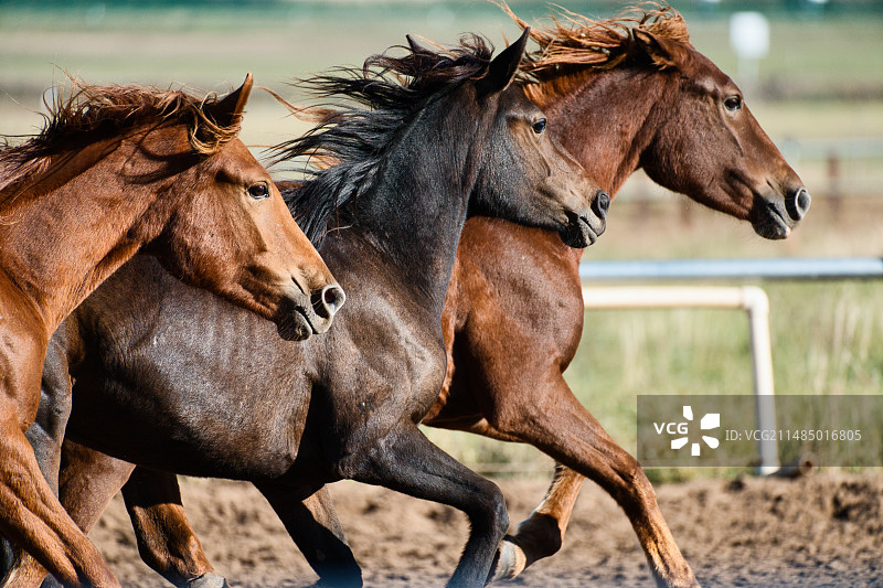 巴尔虎蒙古部落马之舞图片素材