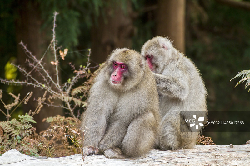 日本猕猴图片素材