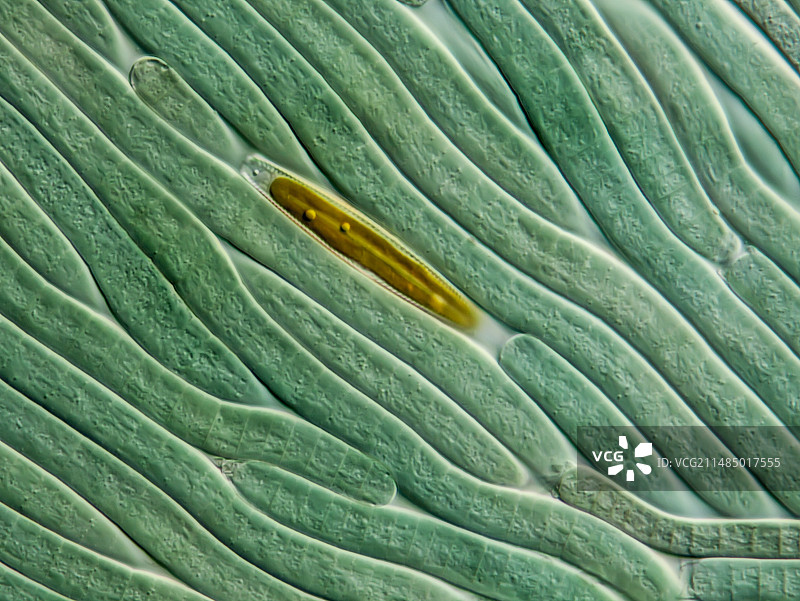 蓝细菌和硅藻，LM图片素材