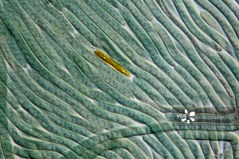 蓝细菌和硅藻，LM图片素材