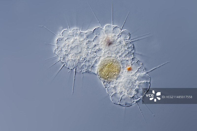 太阳虫，光学显微镜图片素材