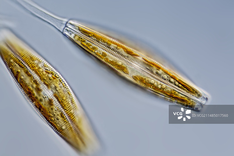 舟形藻硅藻，LM图片素材