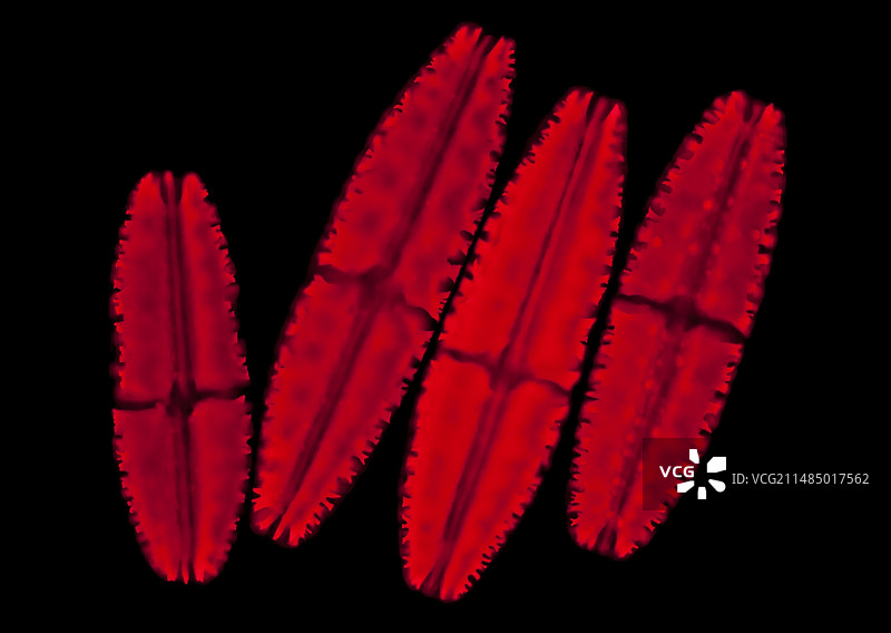 网藻，LM图片素材