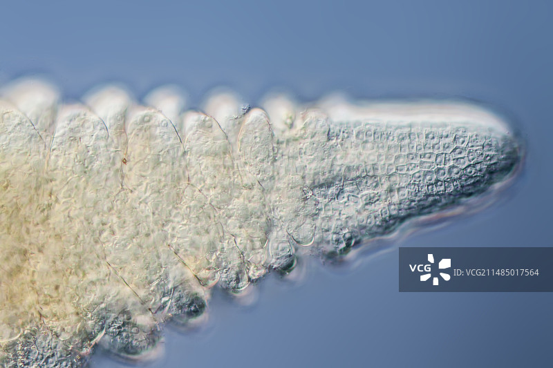 茎尖分生组织，LM图片素材