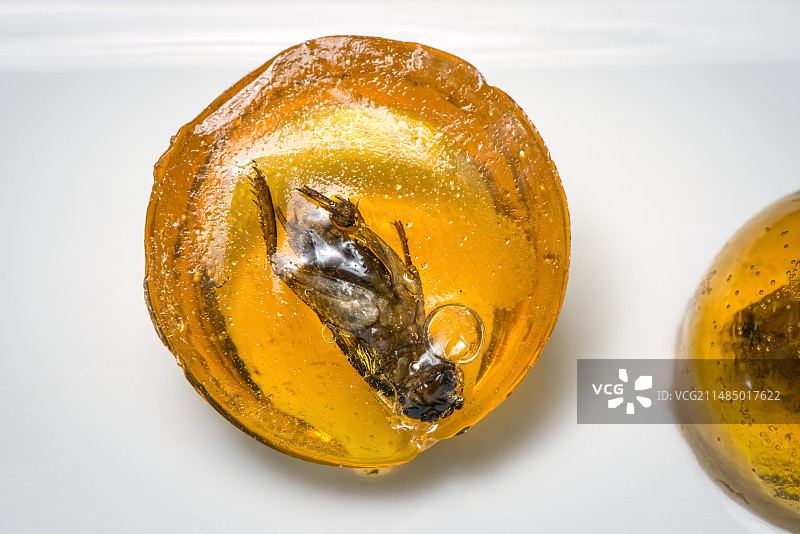 可供人类食用的昆虫图片素材