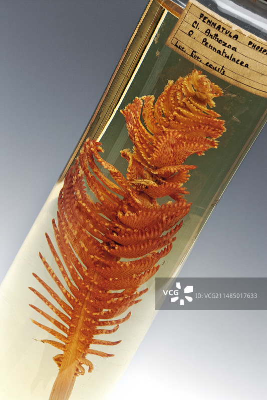 常见的海笔标本图片素材