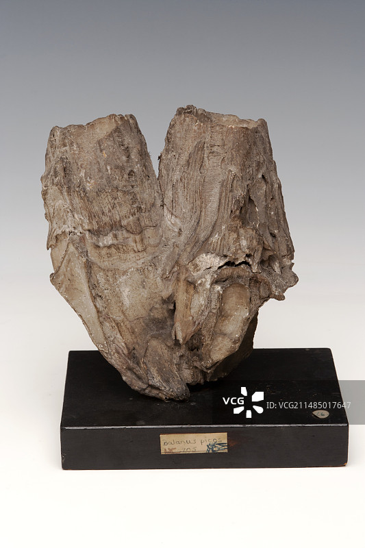 石化藤壶图片素材