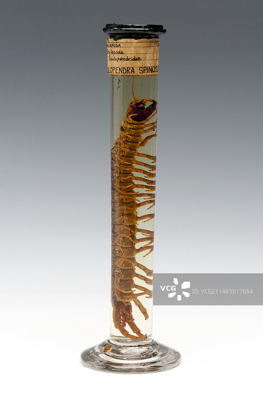蜈蚣标本图片素材