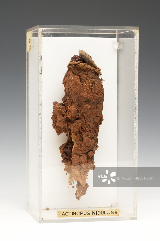 洞穴里的蜘蛛标本图片素材