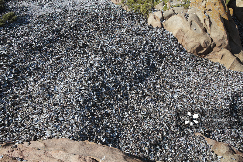 海滩上空旷的贻贝壳图片素材