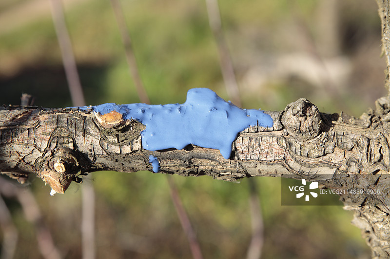 梨园虫害防治，南非图片素材