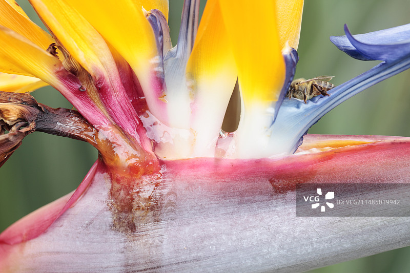 天堂鸟图片素材