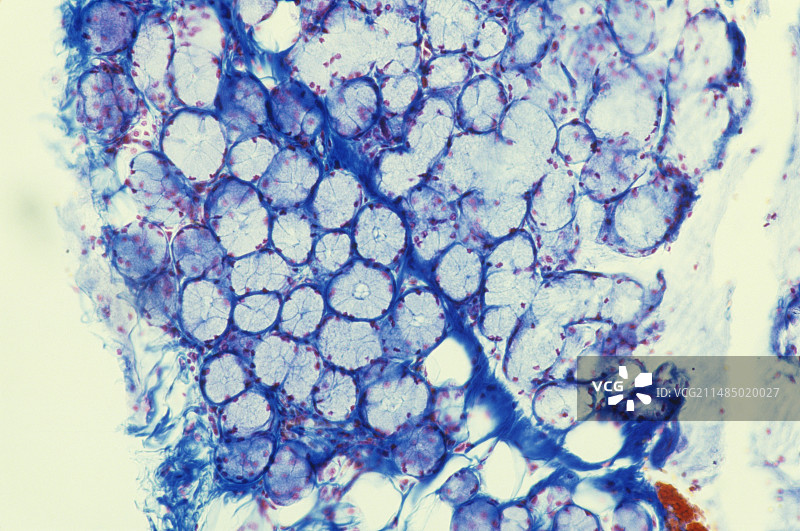 唾液腺光学显微照片图片素材