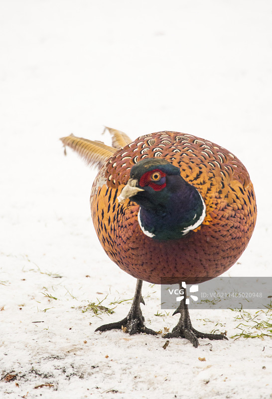 普通雉鸡（学名：Phasianus colchicus）图片素材