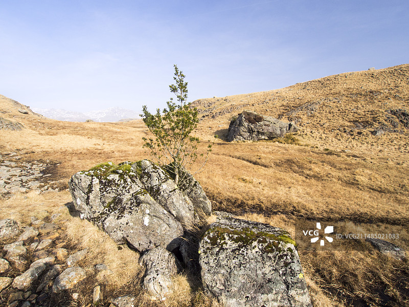 岩石缝隙中生长的冬青树图片素材