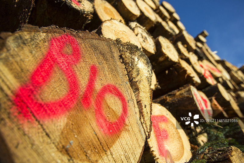 新鲜切割的木材图片素材