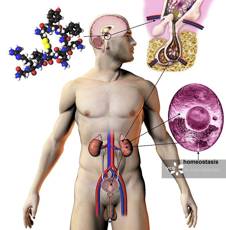 抗利尿激素图示图片素材